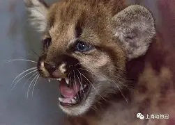 墨西哥足球甲级联赛：美洲狮队凭借精湛配合取得胜利的简单介绍